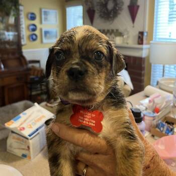 Zuma -  Pug and Australian Shepherd Dog for Adoption in Oceanside, California - Zuma | PetCurious