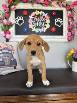 Great Pyrenees Dogs Available for Adoption in Milton, Delaware - Folly | PetCurious