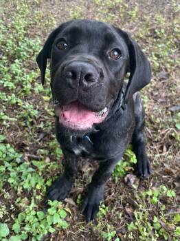 King -  Mastiff Dog for Adoption in Austin, Texas - King | PetCurious