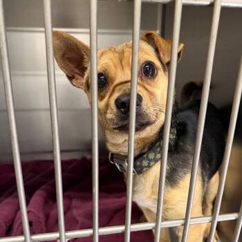 Mixed Breed Dogs Available for Adoption in Columbus, Georgia - 04/20/2026-Stray-HensleyDrive | PetCurious