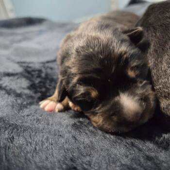 Shepherd Dogs Available for Adoption in North Battleford, Saskatchewan - Rosie | PetCurious