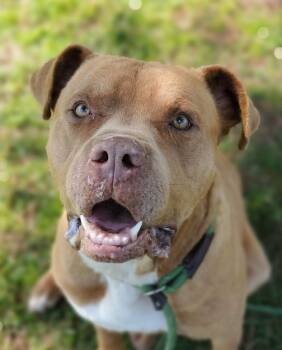 Rescue Mixed Breed Dogs for Adoption in Myrtle Beach, South Carolina - Swap | PetCurious