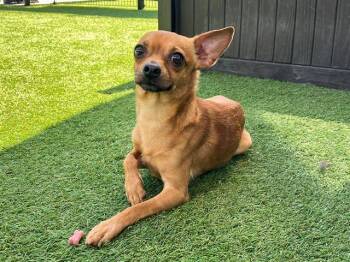 PRINCE -  Chihuahua Dog for Adoption in Tustin, California - PRINCE | PetCurious