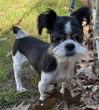 Ozzy -  Shih Tzu Dog for Adoption in Mansfield, Connecticut - Ozzy | PetCurious