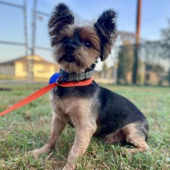 King -  Yorkshire Terrier and Mixed Breed Dog for Adoption in Wimberley, Texas - King | PetCurious