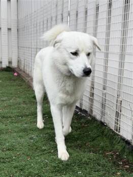 Great Pyrenees and Mixed Breed Dogs Available for Adoption - MARSHMELLO | PetCurious