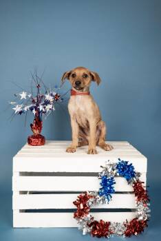 523-26 -  Dachshund and Chihuahua Dog for Adoption in Brighton, Colorado - 523-26 | PetCurious