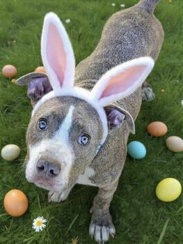 Pit Bull Terrier and Boxer Dogs Available for Adoption - Koda | PetCurious