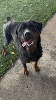 Rescue Rottweiler Dogs for Adoption in Mt. Juliet, Tennessee - Ruby | PetCurious