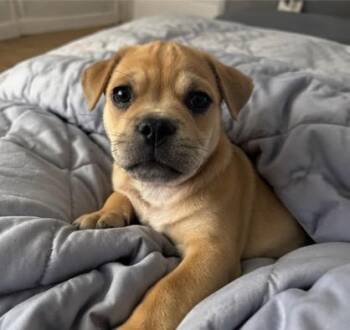 French Bulldog and Staffordshire Bull Terrier Dogs Available for Adoption in Corona, California - Alec | PetCurious