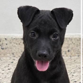 Zeth -  Mixed Breed Dog for Adoption in Scituate, Massachusetts - Zeth | PetCurious