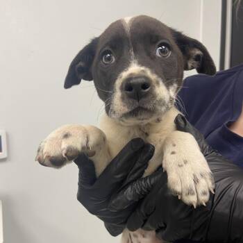 Terrier Dogs Available for Adoption - Jenga | PetCurious