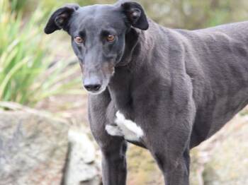 Giggles -  Greyhound Dog for Adoption in Allentown, Pennsylvania - Giggles | PetCurious