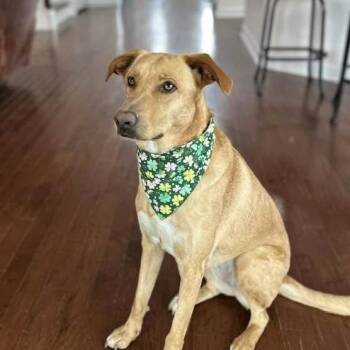 Husky and Shepherd Dogs Available for Adoption - Dragonfly | PetCurious