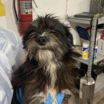 Tostito -  Terrier and Mixed Breed Dog Available for Adoption in Edinburg, Texas - Tostito | PetCurious