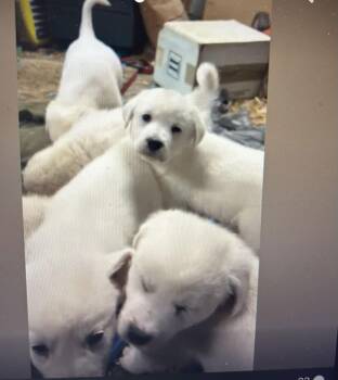 Great Pyrenees Dogs Available for Adoption - Mogul | PetCurious