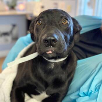 Mixed Breed Dogs Available for Adoption in Hendersonville, North Carolina - Bobby | PetCurious