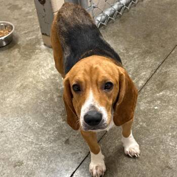 Kyle -  Beagle Dog for Adoption in Muncie, Indiana - Kyle | PetCurious