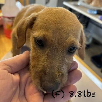 sei -  Mixed Breed Dog for Adoption in Bellingham, Washington - Sei | PetCurious