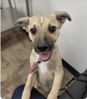 Finn -  Labrador Retriever Dog for Adoption in Houston, Texas - Finn | PetCurious