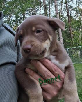 Pit Bull Terrier and Catahoula Leopard Dog Dogs Available for Adoption in Brookings, Oregon - Bennet | PetCurious