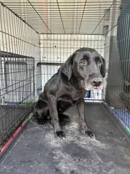 Della -  Labrador Retriever Dog Available for Adoption in West Memphis, Arkansas - Della | PetCurious