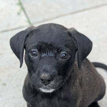 Opaline (20260627-01) -  Golden Retriever Dog for Adoption in Niagara Falls, Ontario - Opaline (20260627-01) | PetCurious