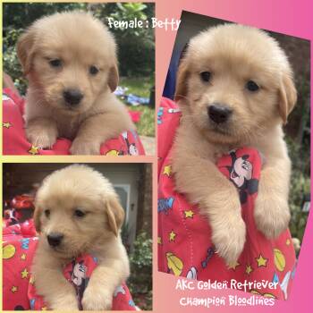 Betty -  Golden Retriever Dog for Sale in Houston, Texas - Betty | PetCurious