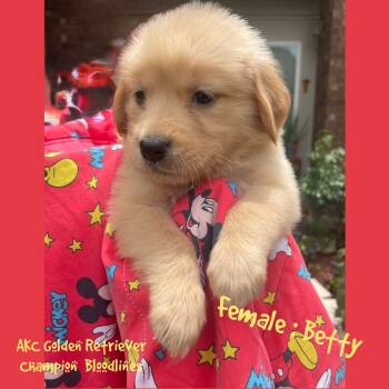 Betty -  Golden Retriever Dog for Sale in Houston, Texas - Betty | PetCurious