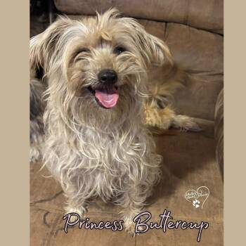 Mixed Breed and Yorkshire Terrier Dogs Available for Adoption - Princess Buttercup | PetCurious
