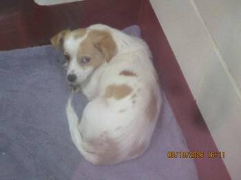 Bella(403) -  Terrier Dog for Adoption in Marietta, Georgia - Bella(403) | PetCurious