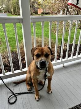 Staffordshire Bull Terrier Dogs Available for Adoption - Otto | PetCurious