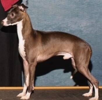 BulletBulletl -  Italian Greyhound Dog for Sale in Toone, Tennessee - BulletBulletl | PetCurious