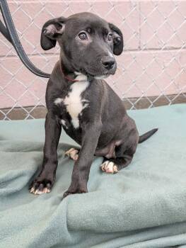 Jolene -  Mixed Breed Dog for Adoption in Huntsville, Alabama - Jolene | PetCurious