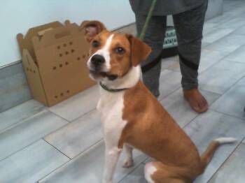 ASTRO -  Mixed Breed Dog for Adoption in Charlotte, North Carolina - ASTRO | PetCurious