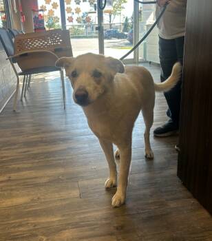 Rescue Shepherd Dogs for Adoption in Liverpool, New York - Jasper | PetCurious