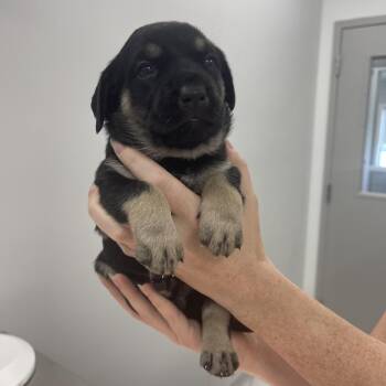 Susie -  Mixed Breed Dog for Adoption in Winston-salem, North Carolina - Susie | PetCurious