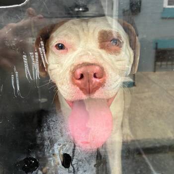 Sable -  Pit Bull Terrier Dog for Adoption in Philadelphia, Pennsylvania - Sable | PetCurious