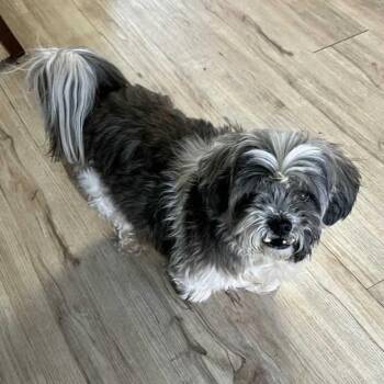 Lhasa Apso Dogs Available for Adoption in Lenexa, Kansas - Hope | PetCurious