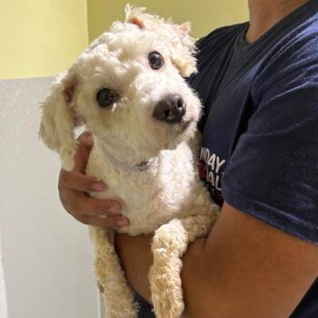 Milo Puffins -  Mixed Breed Dog for Adoption in Wappingers Falls, New York - Milo Puffins | PetCurious