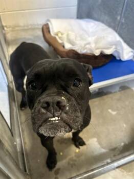 CHARLENE -  Pit Bull Terrier and Boxer Dog for Adoption in St. Cloud, Florida - CHARLENE | PetCurious