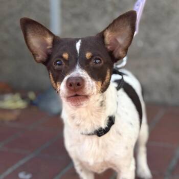 SPRITE -  Chihuahua Dog for Adoption in San Francisco, California - SPRITE | PetCurious