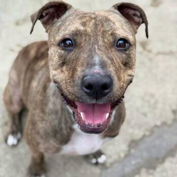 Saylor -  Mixed Breed Dog for Adoption in Wheeling, Illinois - Saylor | PetCurious
