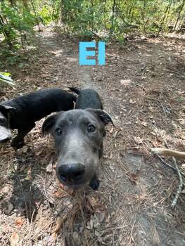 El -  Weimaraner Dog for Adoption in Pine Bluff, Arkansas - El | PetCurious
