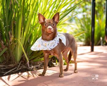 Chee chee -  Chihuahua and Miniature Pinscher Dog for Adoption in Mentone, California - Chee Chee | PetCurious