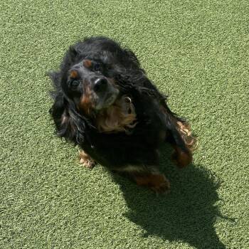 Bug 9338 -  English Cocker Spaniel Dog for Adoption in Loxahatchee Groves, Florida - Bug 9338 | PetCurious