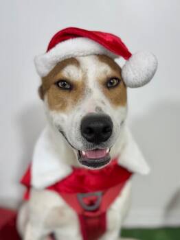 Benson-One of our Amazing Rescue Dogs -  Foxhound and Greyhound Dog for Adoption in Carlsbad, California - Benson-One Of Our Amazing Rescue Dogs | PetCurious