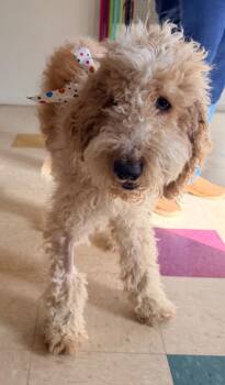 Poodle and Labrador Retriever Dogs Available for Adoption in Brookings, Oregon - Rip | PetCurious