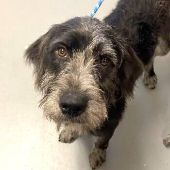 McQueen -  Mixed Breed Dog for Adoption in Asheville, North Carolina - McQueen | PetCurious