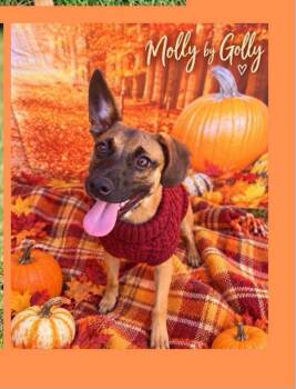 Molly -  Belgian Shepherd Malinois Dog for Adoption in Fort Mill, South Carolina - Molly | PetCurious